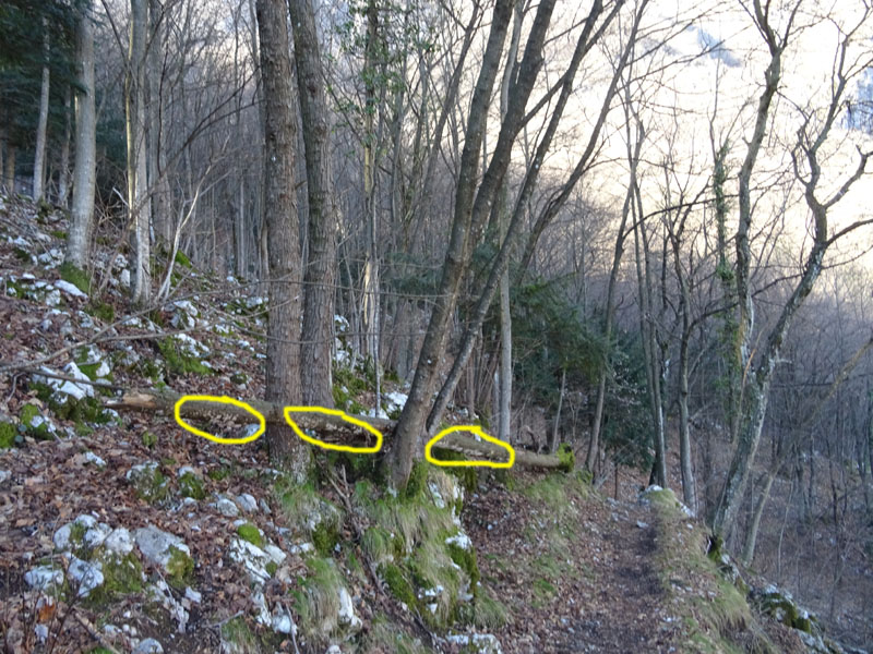 Bjerkandera adusta - Meruliaceae